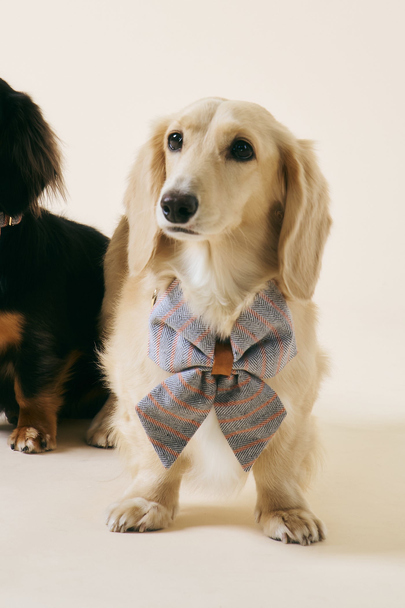 [COSONNE] Herringbone Pet Sailor Bow