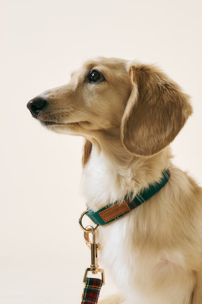 [COSONNE] Tartan Pet Neck Collar