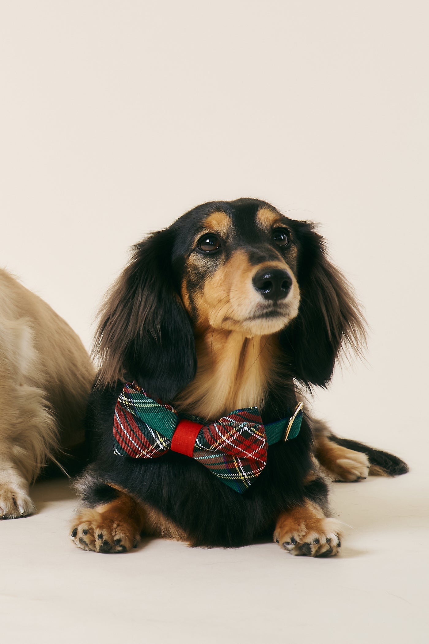 [COSONNE] Tartan Pet Bowtie